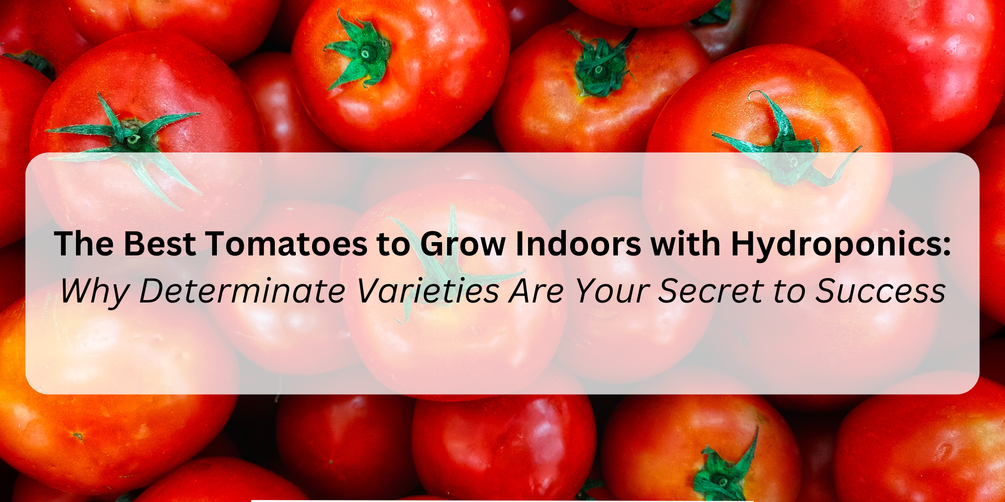 The Best Tomatoes to Grow Indoors with Hydroponics: Why