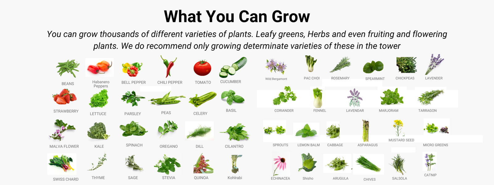 vegetables Banner