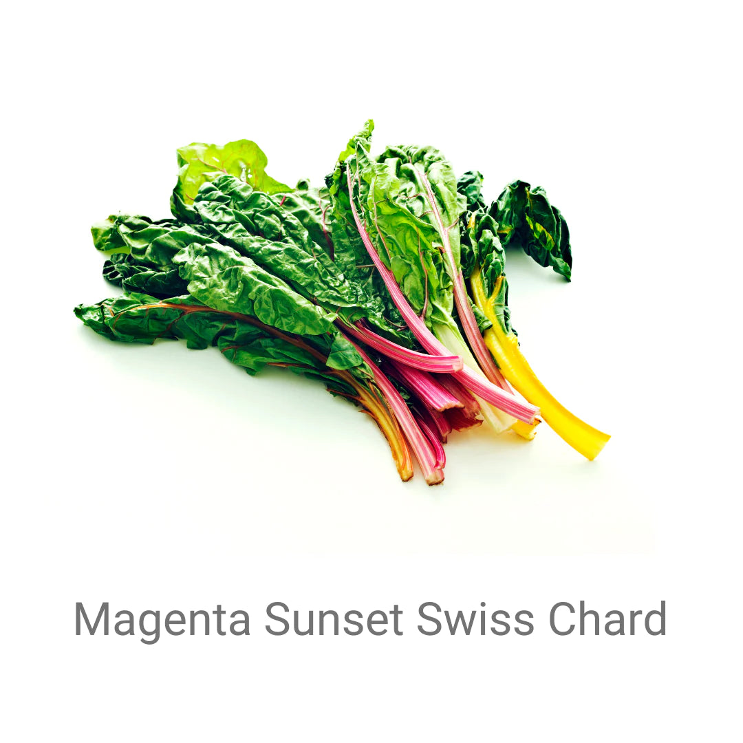 Swiss Chard-Magenta Sunset