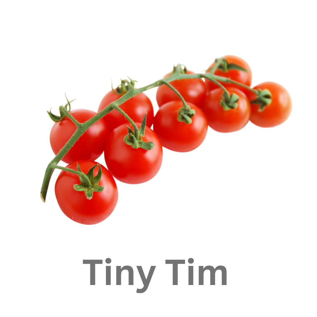 Tomato- Tiny Tims (20-25 Seeds)