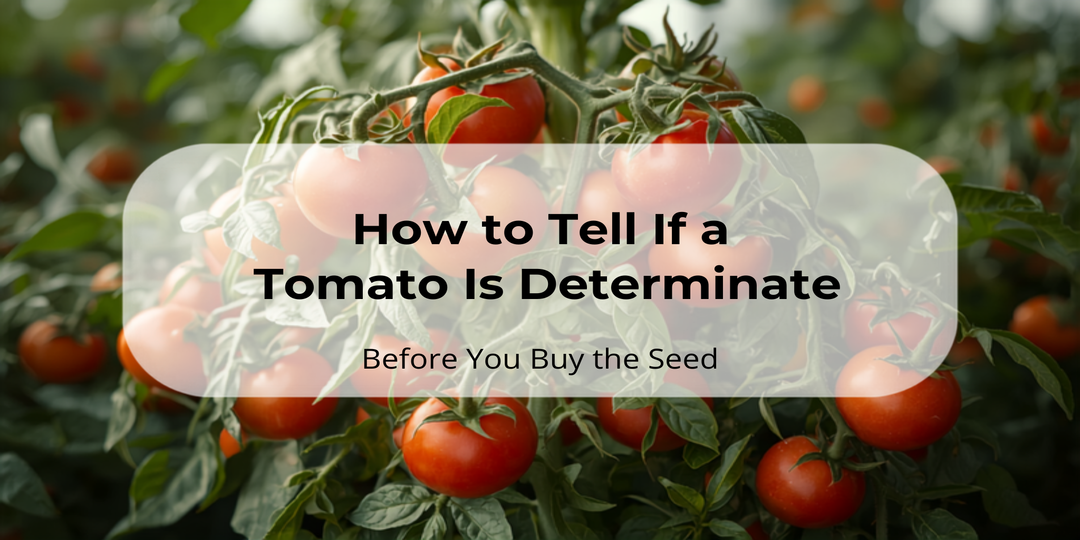 A determinate tomato plant loaded with ripe tomatoes, with the title how to tell if a tomaote is determiate