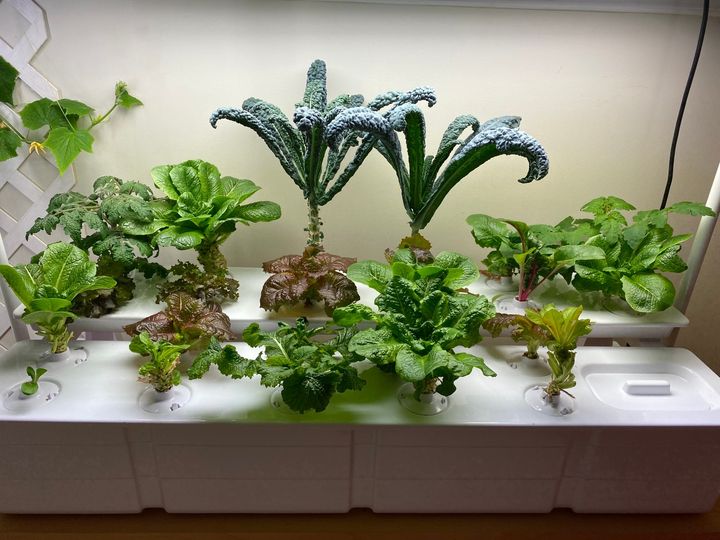 Beginner-Friendly Hydroponic Plants