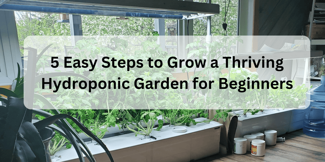 5 Easy Steps to Grow a Thriving Hydroponic Garden for Beginners - Hope Innovations