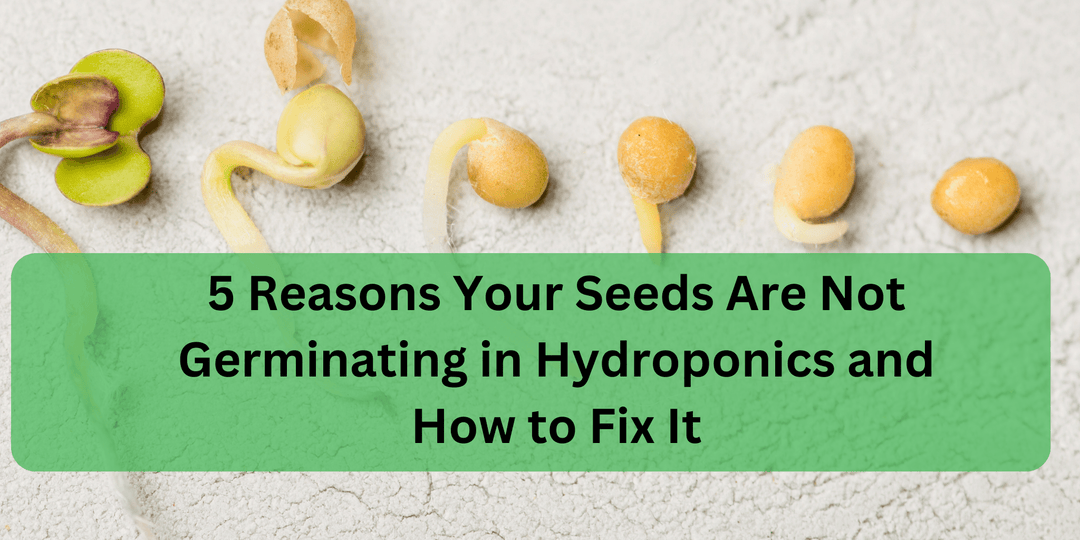 5 Reasons Your Seeds Are Not Germinating in Hydroponics and How to Fix It - Hope Innovations
