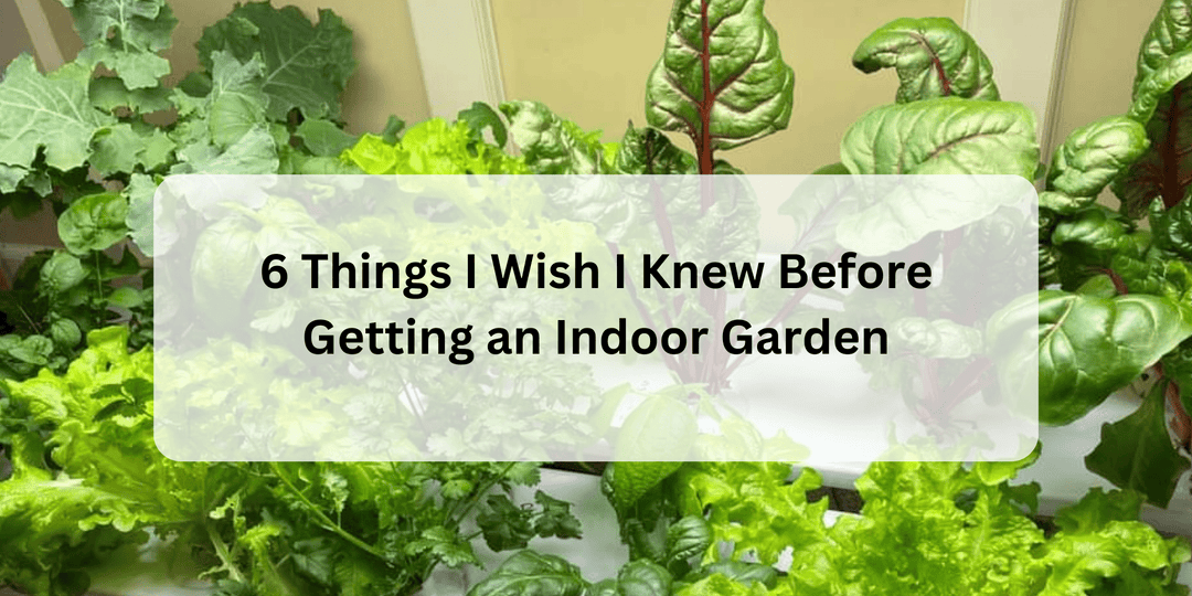 6 Things I Wish I Knew Before Getting an Indoor Garden - Hope Innovations