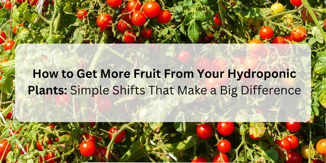 How to get more fruits from your hydroponic plants. Simple sifts that make a big difference