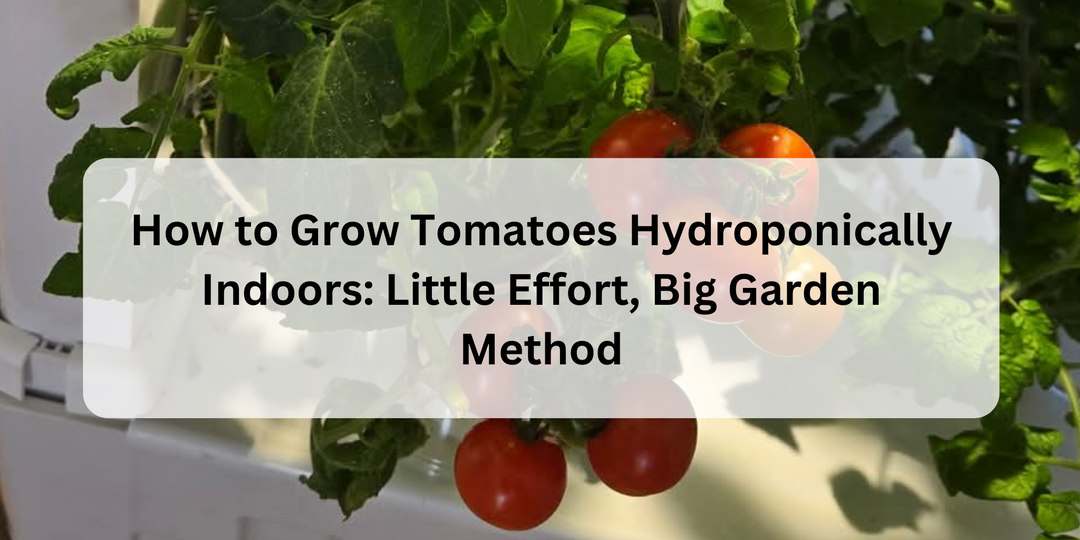 How to Grow Tomatoes Hydroponically Indoors: Little Effort, Big Garden Method