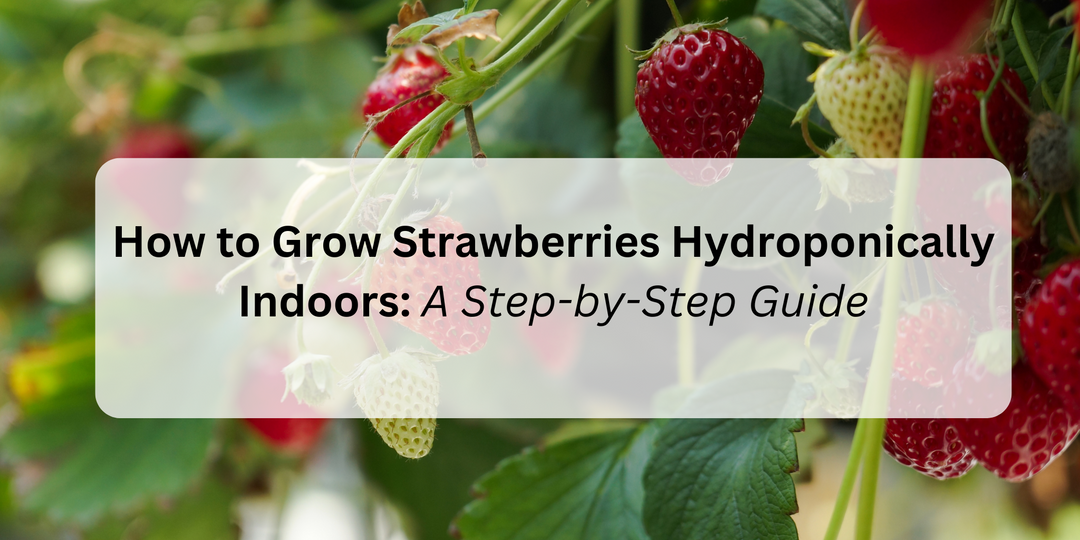 How to Grow Strawberries Hydroponically Indoors: A Step-by-Step Guide