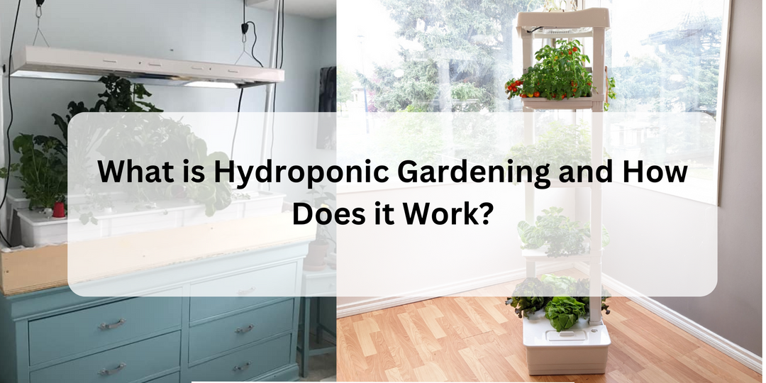What is Hydroponic Gardening and How Does it Work?