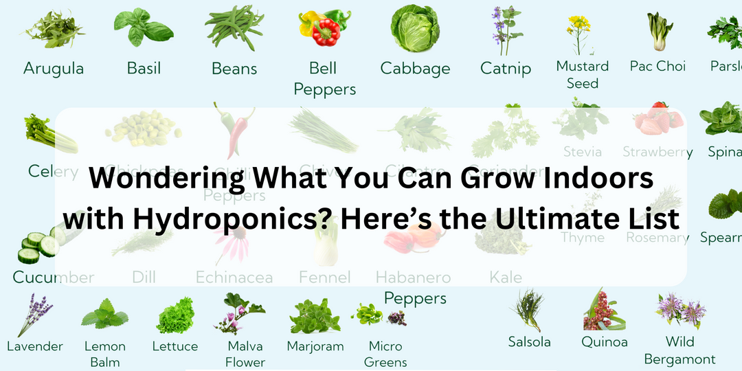 Wondering What You Can Grow Indoors with Hydroponics? Here’s the Ultimate List, lettuce. tomaotes, peppers, beans, strawberries, kale, spinach