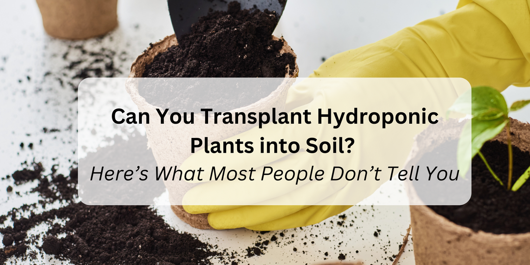 showing a hydroponics plant getting transplanted into soil 