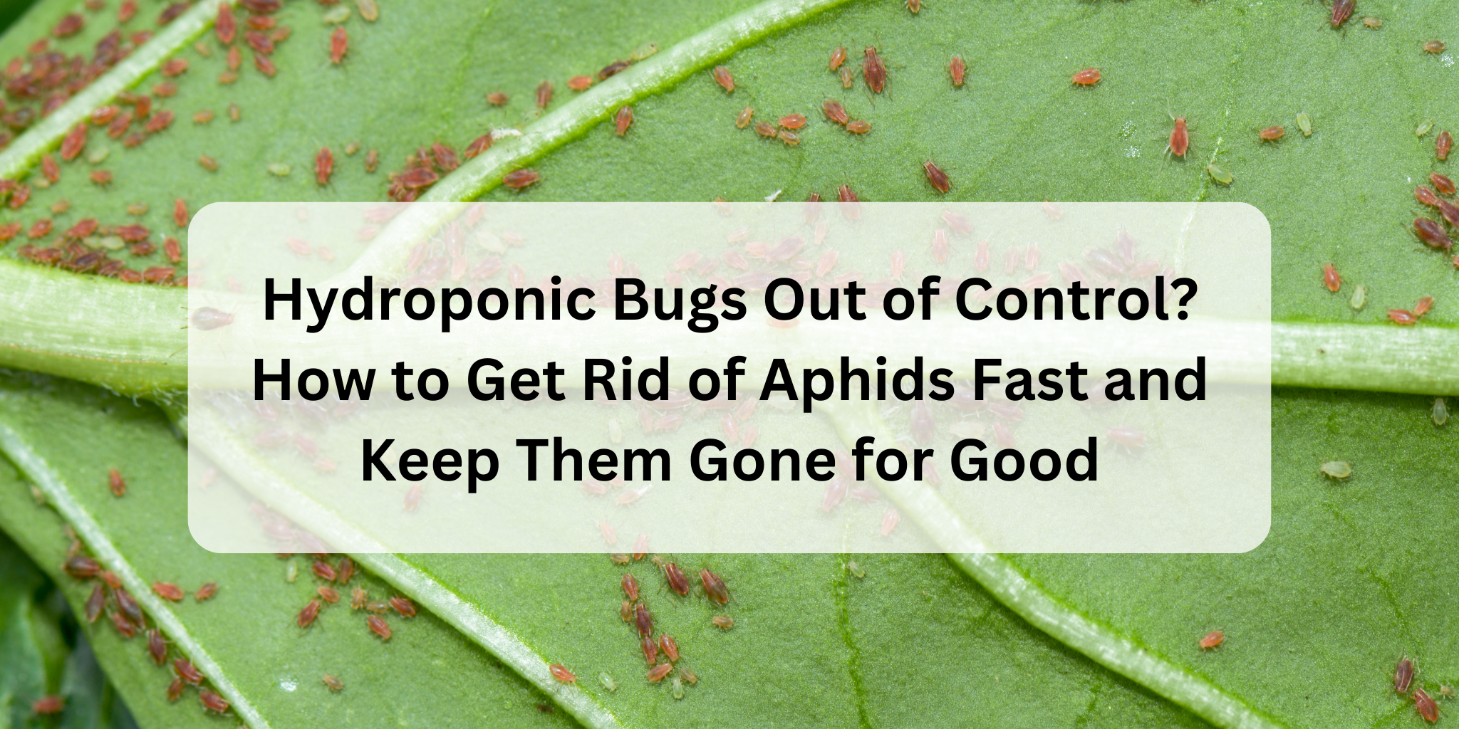 Hydroponic Bugs Out of Control? How to Get Rid of Aphids Fast and Keep ...