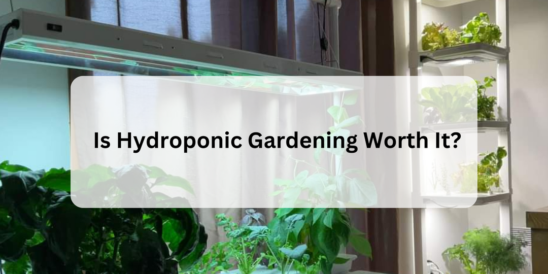 Is Hydroponic Gardening Worth It? we go into the 3 biggest concerns people have about hydroponics