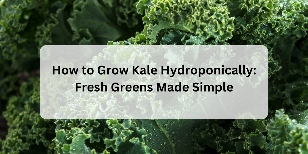 How to Grow Kale Hydroponically: Fresh Greens Made Simple