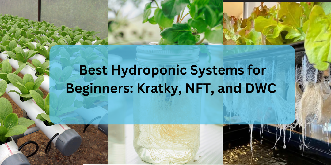 Best Hydroponic Systems for Beginners: Kratky, NFT, and DWC Explained