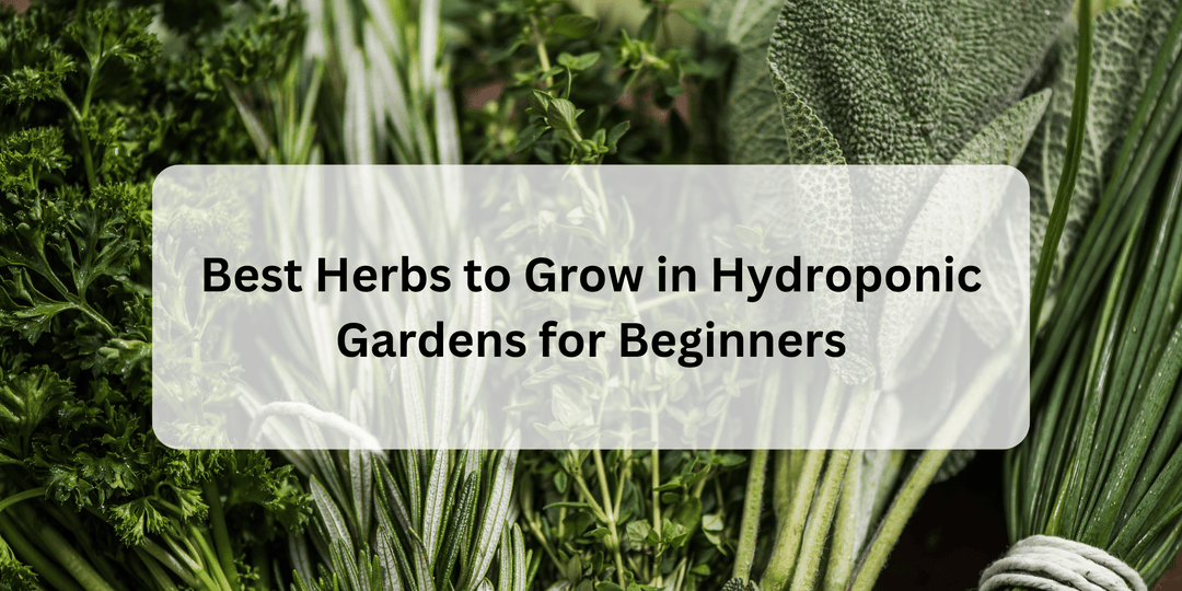 Best Herbs to Grow in Hydroponic Gardens for Beginners - Hope Innovations