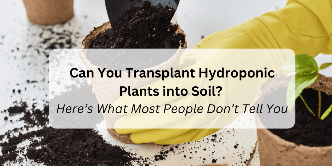 Can You Transplant Hydroponic Plants into Soil? Here’s What Most People Don’t Tell You - Hope Innovations