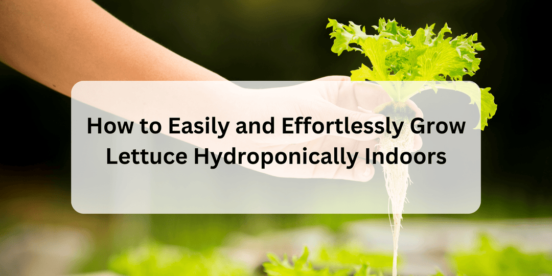 How to Easily and Effortlessly Grow Lettuce Hydroponically Indoors - Hope Innovations
