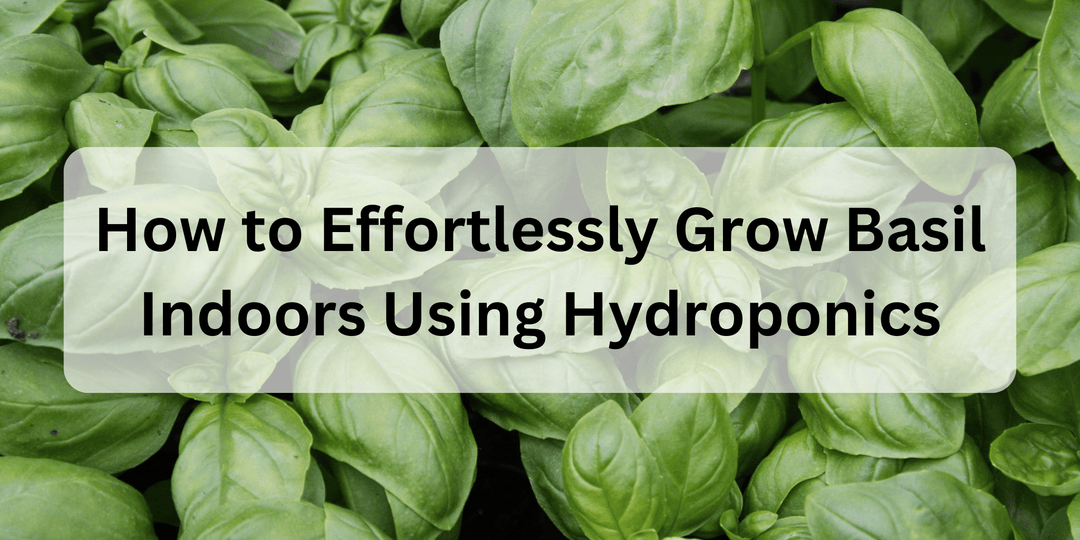 How to Effortlessly Grow Basil Indoors Using Hydroponics - Hope Innovations