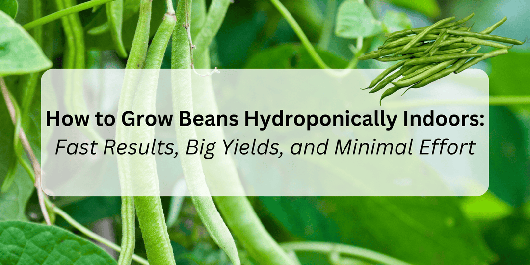 How to Grow Beans Hydroponically Indoors: Fast Results, Big Yields, and Minimal Effort - Hope Innovations