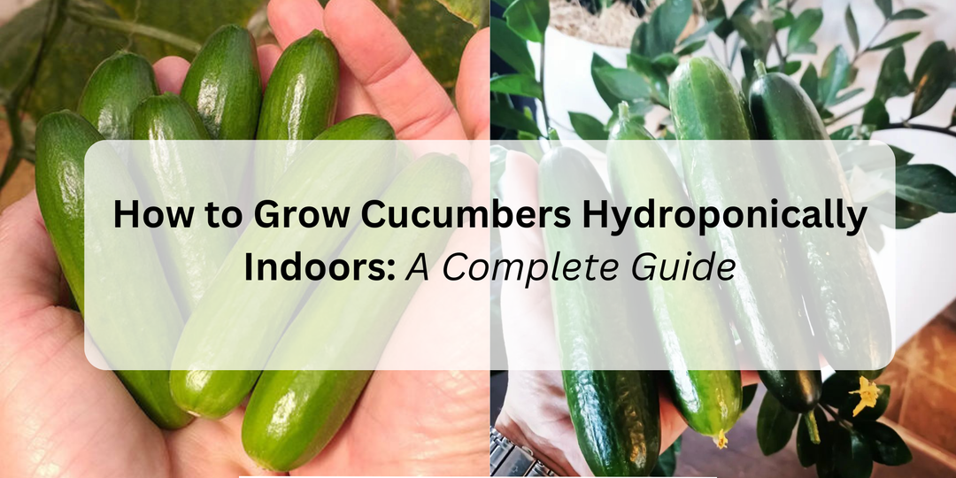 How to Grow Cucumbers Hydroponically Indoors: A Complete Guide - Hope Innovations