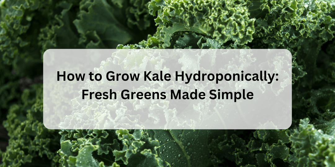 How to Grow Kale Hydroponically: Fresh Greens Made Simple - Hope Innovations