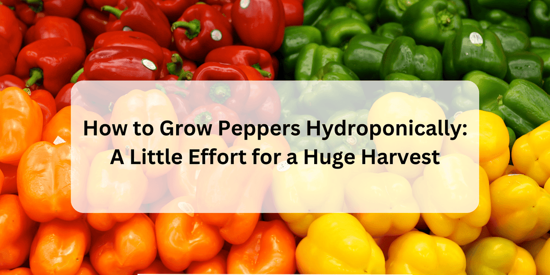 How to Grow Peppers Hydroponically: A Little Effort for a Huge Harvest - Hope Innovations