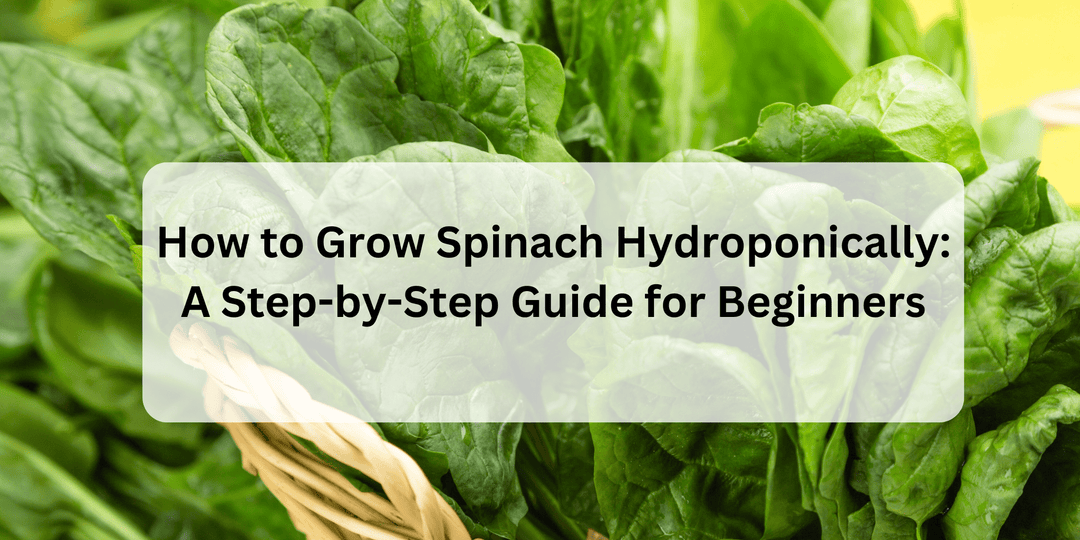 How to Grow Spinach Hydroponically: A Step-by-Step Guide for Beginners - Hope Innovations