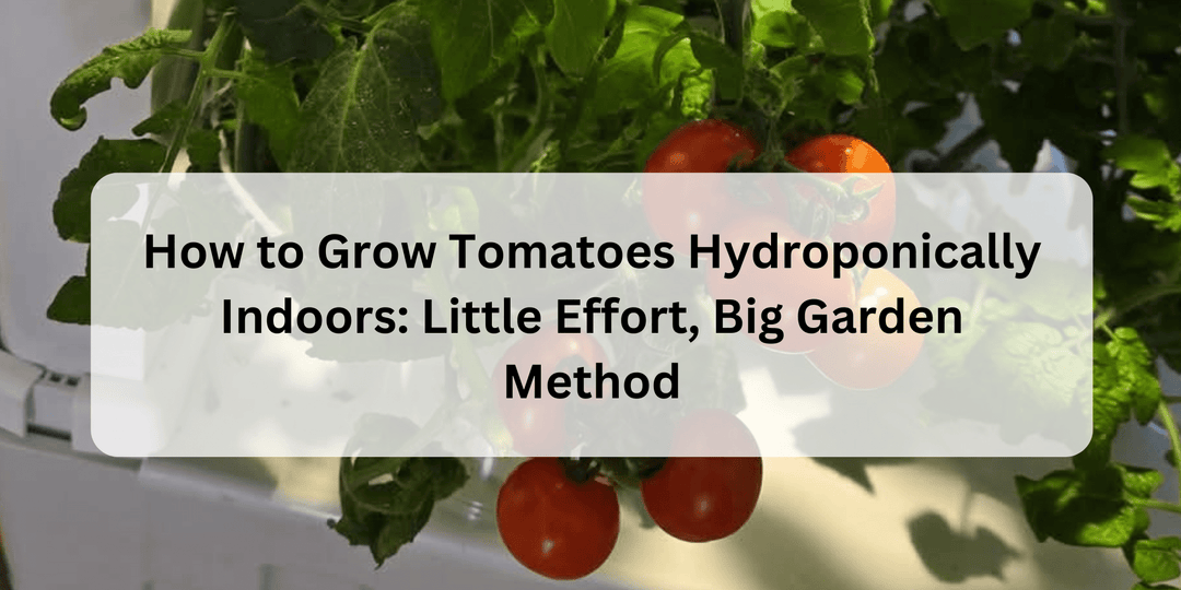How to Grow Tomatoes Hydroponically Indoors: Little Effort, Big Garden Method - Hope Innovations