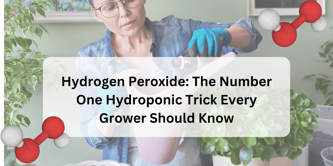 Hydrogen Peroxide: The Number One Hydroponic Trick Every Grower Should Know - Hope Innovations