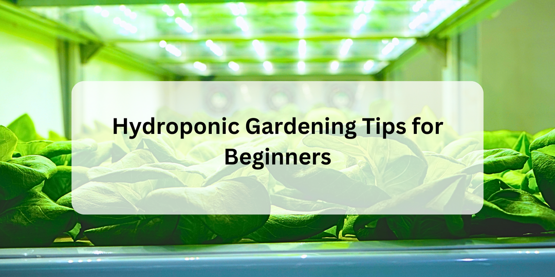 Hydroponic Gardening Tips for Beginners - Hope Innovations