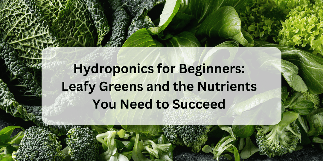Hydroponics for Beginners: Leafy Greens and the Nutrients You Need to Succeed - Hope Innovations