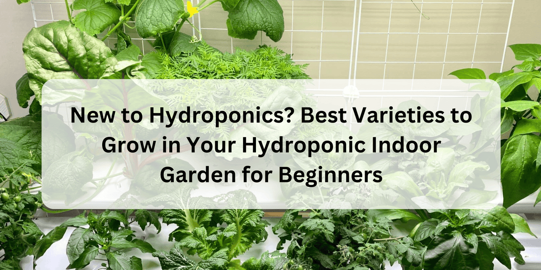 New to Hydroponics? Here Are the Best Varieties to Grow in Your Hydroponic Indoor Garden for Beginners - Hope Innovations