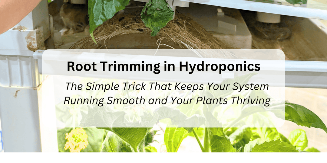 Root Trimming in Hydroponics: The Simple Trick That Keeps Your System Running Smooth and Your Plants Thriving - Hope Innovations