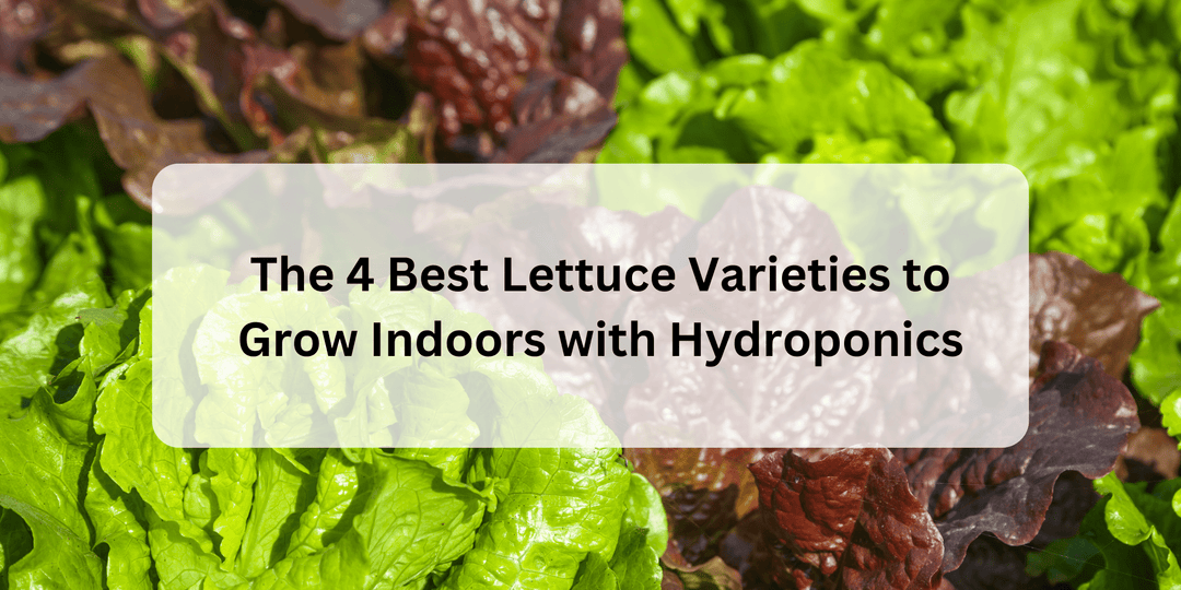 The 4 Best Lettuce Varieties to Grow Indoors with Hydroponics - Hope Innovations
