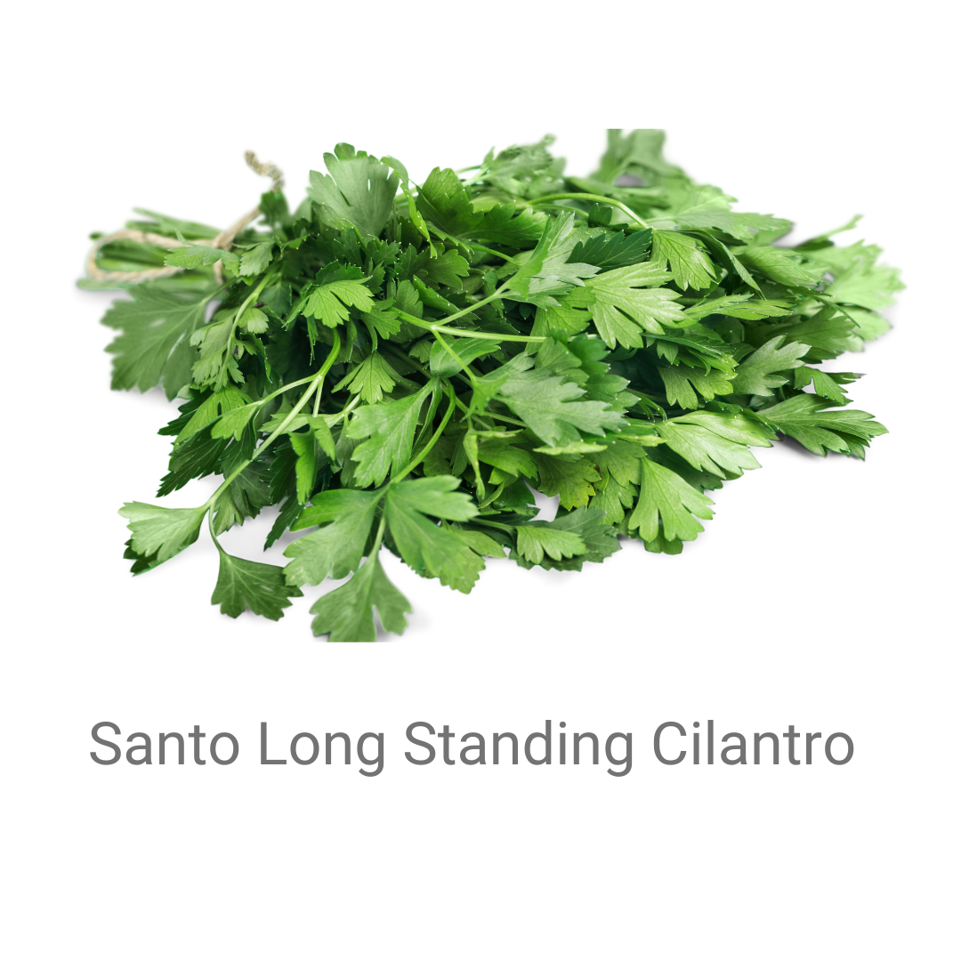 Cilantro- Santo Long Standing