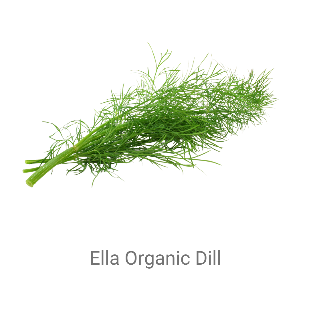 Dill - Ella Organic