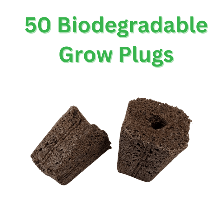 50 Biodegradable Qplugs - Hope Innovations