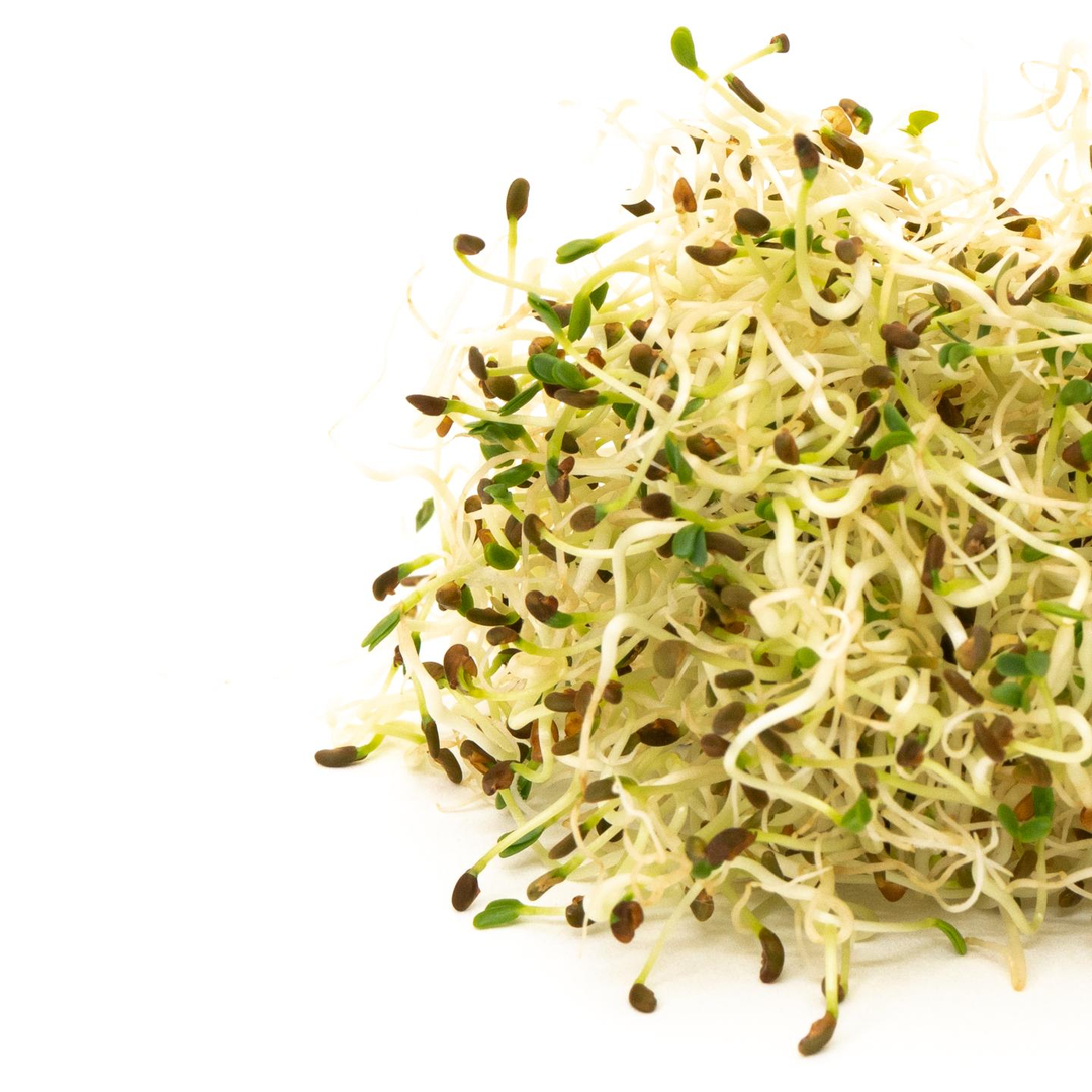 Microgreens - Alfalfa Sprouts
