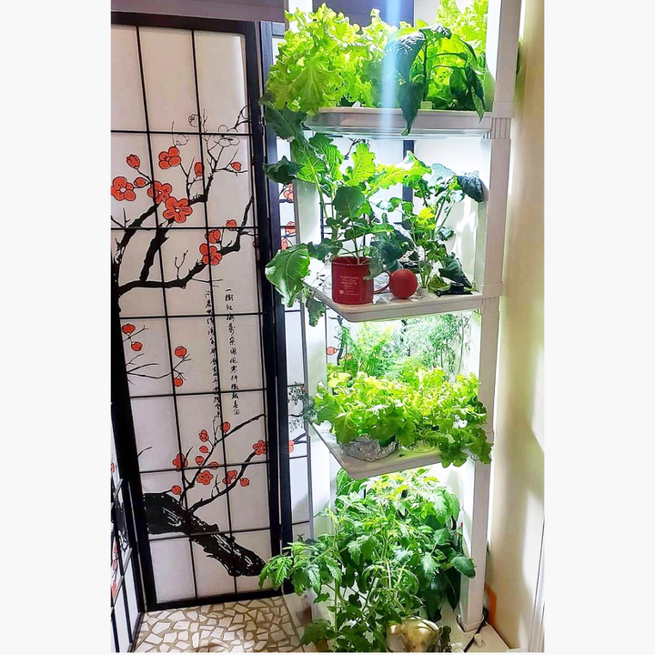 The Basic Eden Tower by Hope Innovations Hydroponic Indoor garden system in an apartment growing tomatoes, lettuce, kale and herbs