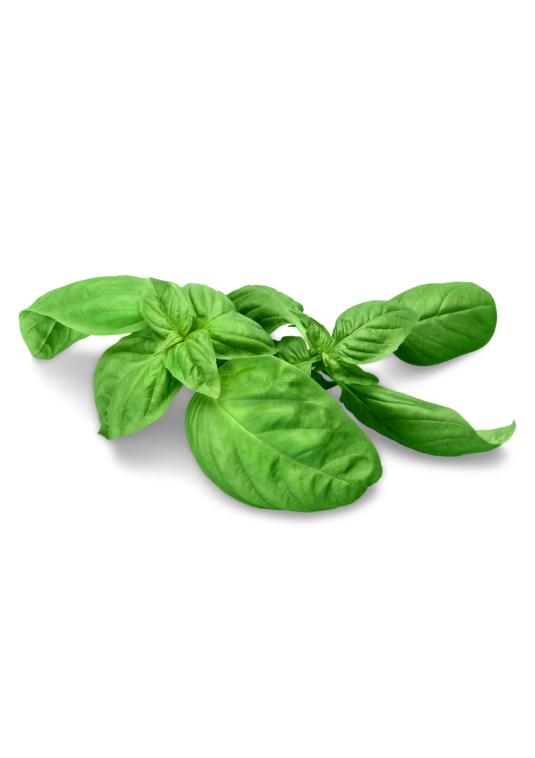 Basil -Lettuce Leaf