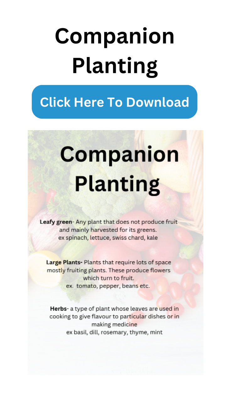 How to set up your indoor garden for companion planting