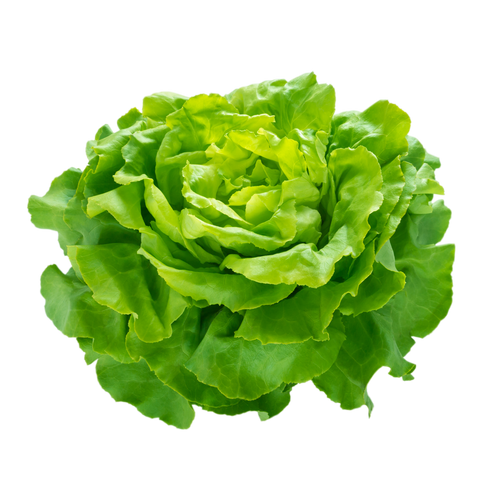 Lettuce