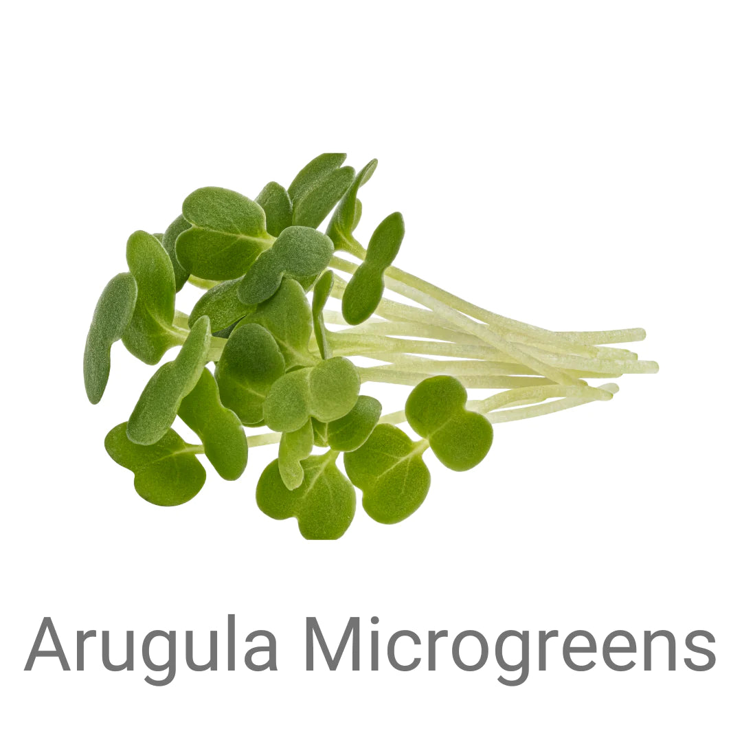 Microgreen - Arugula Seeds