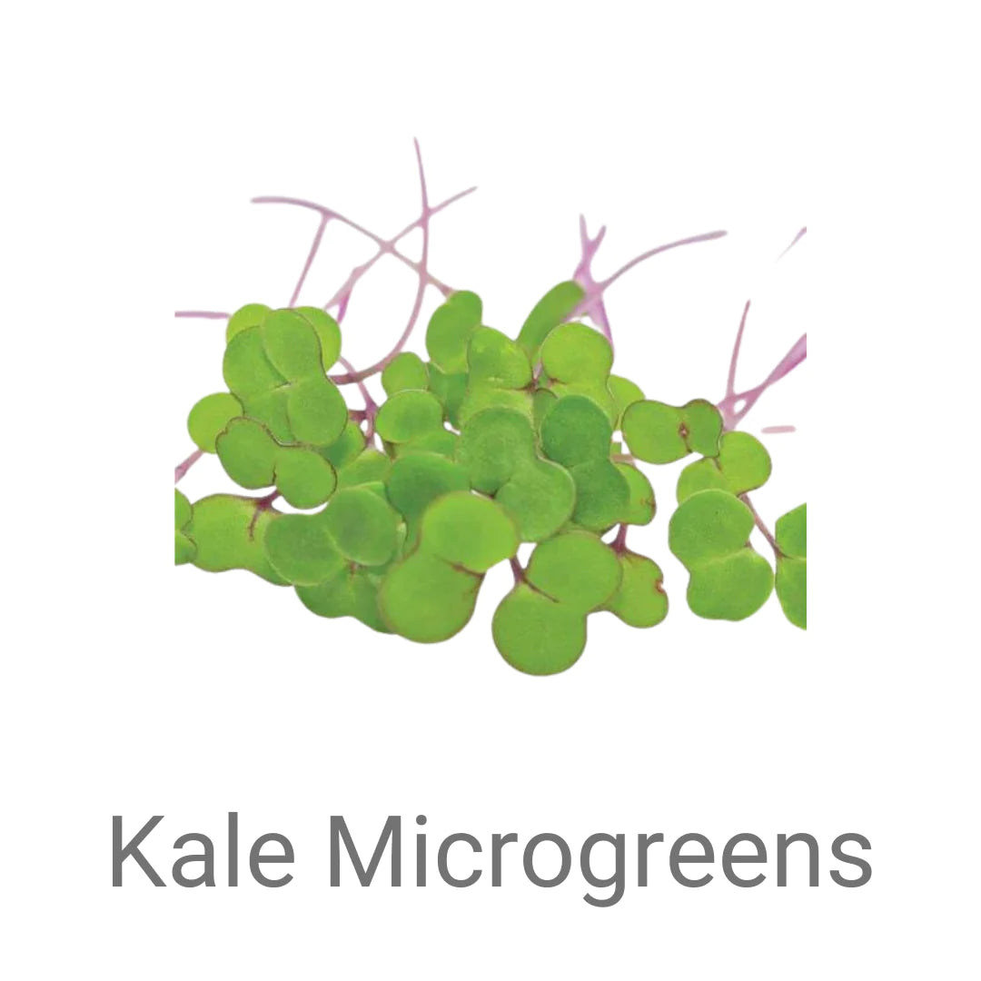 Microgreen - Kale Seeds