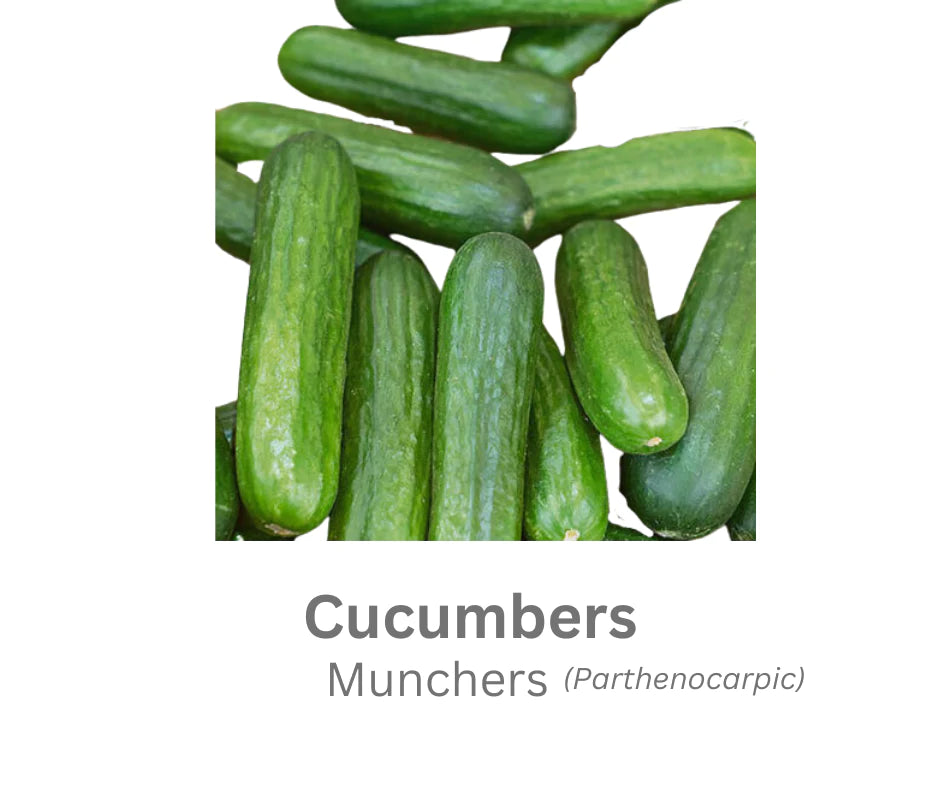 Cucumbers - Munchers ( Parthenocarpic) 15 Seeds