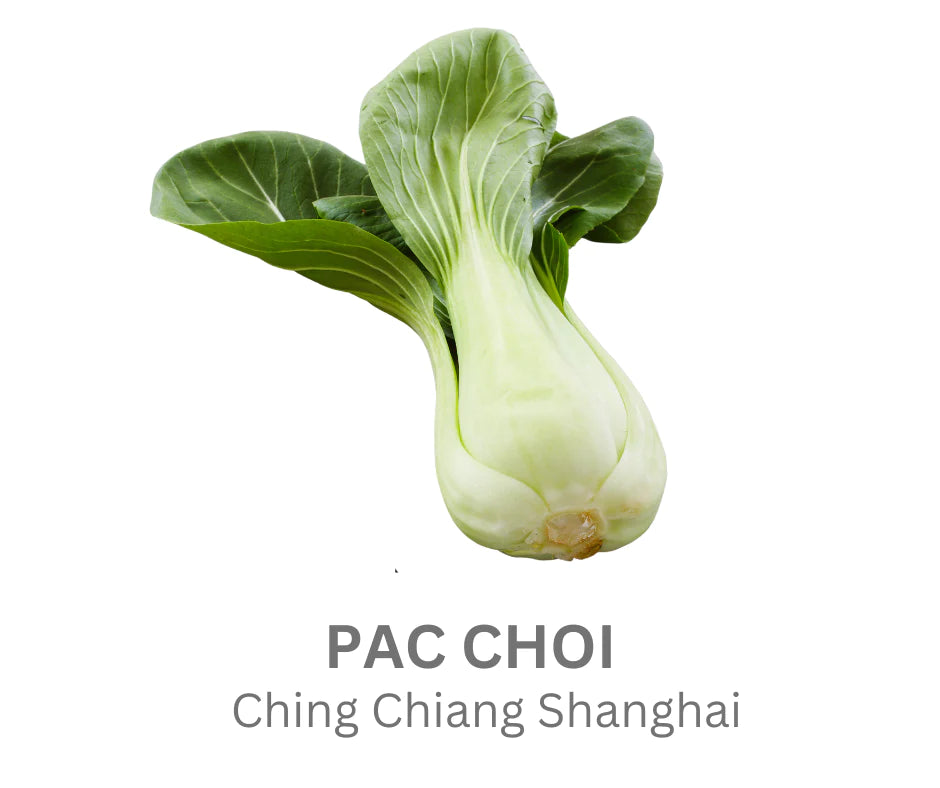 Pac Choi-Ching Chiang Shanghai