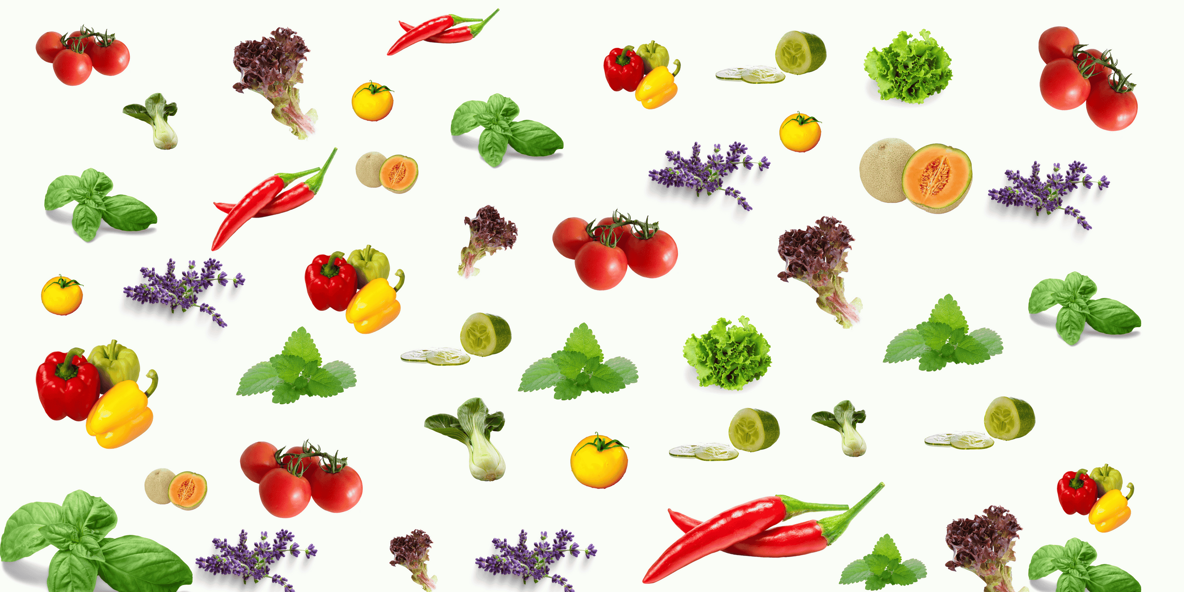 Hydroponic Learning HUB – Hope Innovations Hydroponic Learning HUB – Hope Innovations