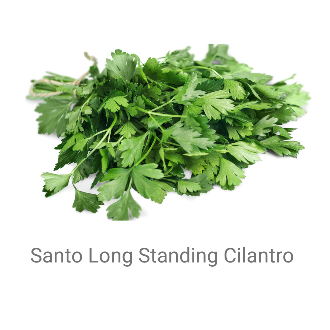 CILANTRO- SANTO LONG STANDING