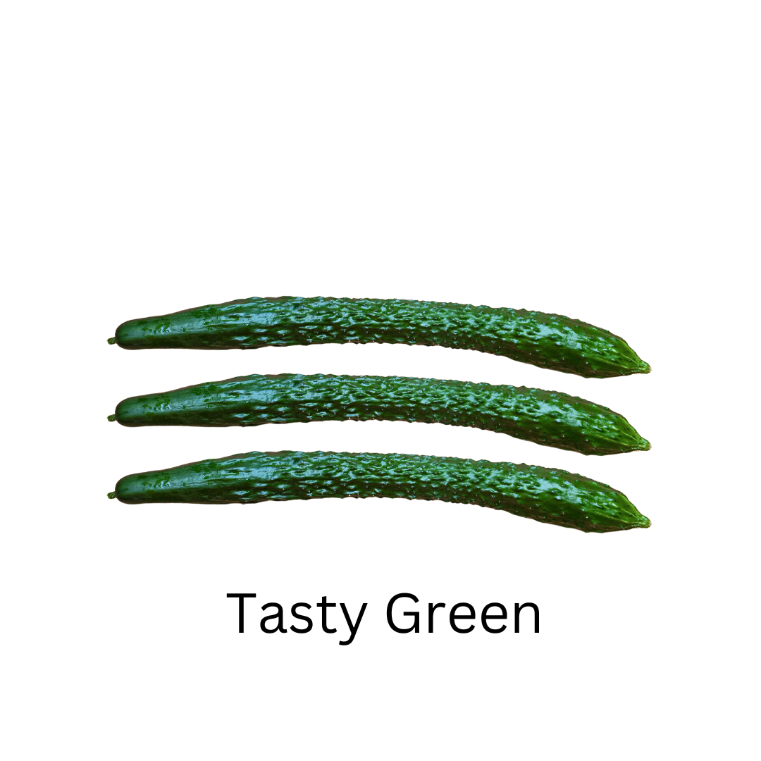 Cucumbers -Tasty Green ( Parthenocarpic) 15 Seeds